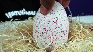 NEW HATCHIMALS MAGICAL SURPRISE EGG OPENING!