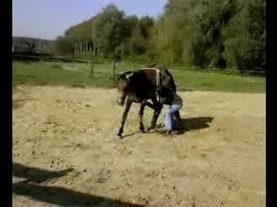 Montage nyala