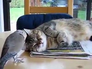Pigeon annoying cat (trolled)