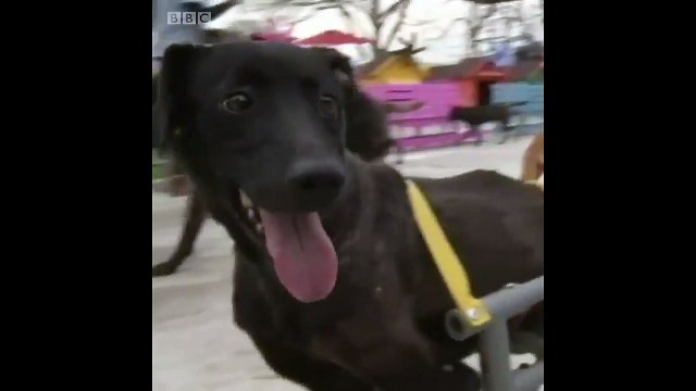 Sakatlanmış köpekler onun sayesinde yeniden yürüyebiliyor