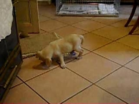 Einstein playing with a bottle, joue avec une bouteille