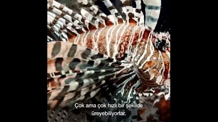 İstilacı aslan balıklarını avlamak için özel robot tasarladılar