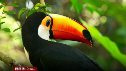 Muhteşem gagalarıyla 14 kuş türü