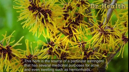 How To Cure Completely Hemorrhoids With Witch Hazel Only After A Week - 4 Easy Steps | Hemorrhoid Treatment