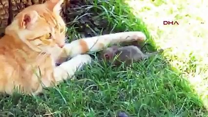 Çanakkale&#39;nin &#39;Tom ve Jerry&#39;i görenleri şaşırttı