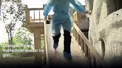 Yavru pandalar kaydırakta birbiriyle yarıştı
