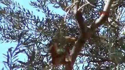 23 bin zeytin ağacı kuruyor