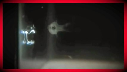 Bu balık kendini korumak için ışık tükürüyor