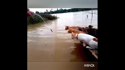 Kedilerin balık avlama taktiği