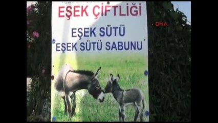 Eşek sütünden sabun yapıp satıyor