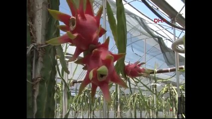 Atanamayan öğretmen çiftçi oldu, pitahaya yetiştirdi