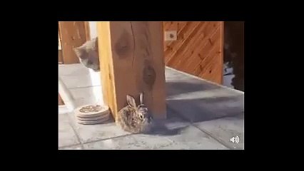 Tavşan&#39;dan korkan kedinin görüntüleri izleyenleri güldürüyor!