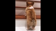 Merdivenleri çıkmaya çalışan minik köpeğin azmi izleyenleri güldürdü!