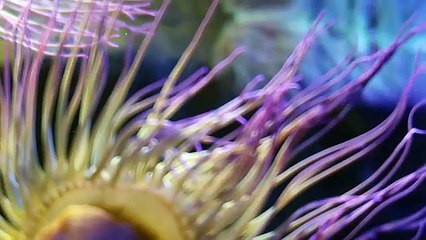 Sea Life London Aquarium Speciale Londra 5