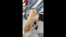 Köpeğin yürüyen merdivenle komik imtihanı!
