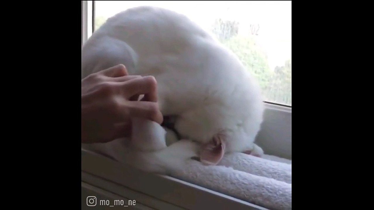 Böyle uyuyan kedi gördünüz mü?