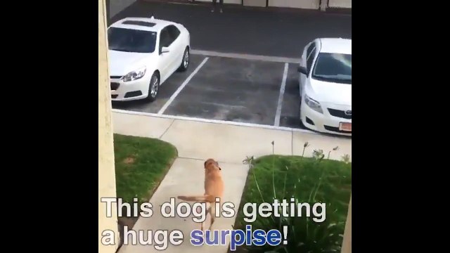 9 ay sonra sahibine kavuşan köpeğin sevinci