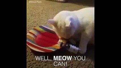 'Romantik akşam yemekleri' için kedi şarabı