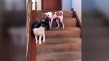 Yaramaz kedi ve köpeğin komik kavgası