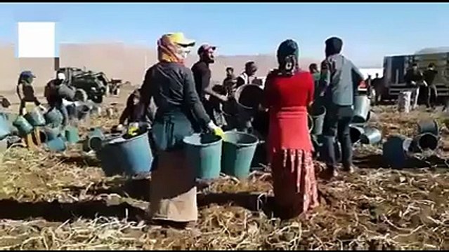 Mevsimlik tarım işçilerinin eve dönüş mutluluğu