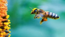 Sizce bir arı, bir kilo bal için kaç çiçeğe konuyor?