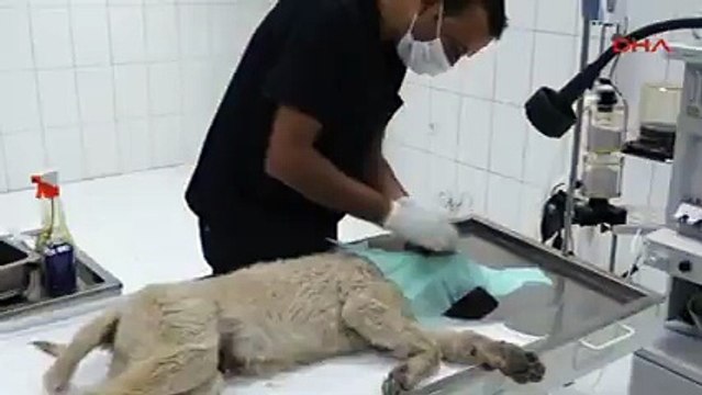 Van'da kulağı kesilen yavru köpeğe, İzmirli iş kadını sahip çıktı