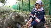 Yavru ayıları ballı ekmekle besliyor