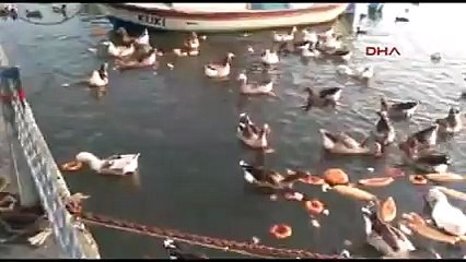 İstanbul&#39;un ortasını kuş cennetine çeviren Behice teyze ve kızı Mürüvvet