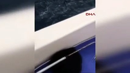 Oltayla 326 kiloluk köpek balığı yakaladı ama...