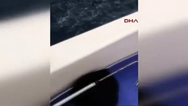 Oltayla 326 kiloluk köpek balığı yakaladı ama...