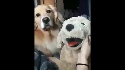 Oyuncak köpeği kıskandı...