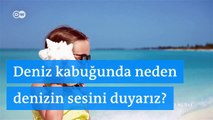 Deniz kabuğunda duyduğumuz uğultu, gerçekten dalgaların sesi mi?