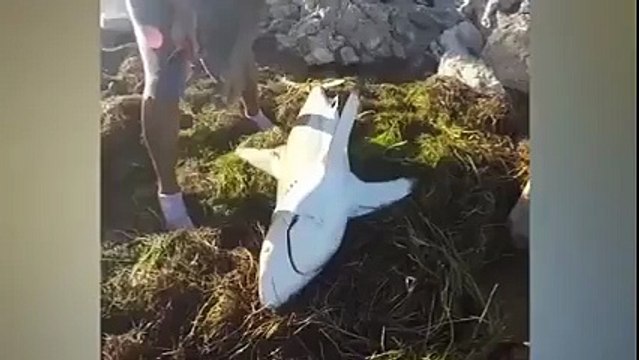 Köpek balığını kurtarmaya çalıştı ama...