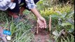 how to catch snake-Snake video-New Original Trap Snake Catch snake in Hole By Yinn Cambodia catch crocodile and snake