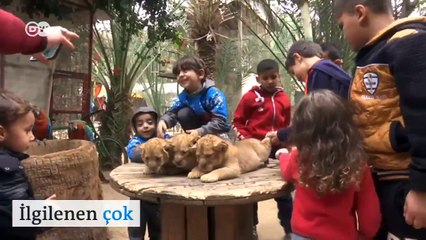 Satılık aslan yavrularını sahiplenmek ister misiniz?