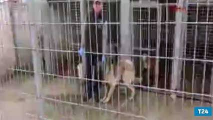 Köpeğini araca bağlayıp sürükleyen sürücünün cezası sadece 1370 lira!