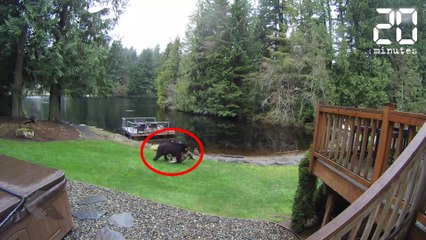 Un ours affamé s'introduit dans une propriété privée - Le Rewind du Lundi 16 Avril 2018