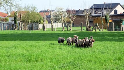 Grace Hollogne : des moutons pour le château d'eau