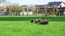Grace Hollogne : des moutons pour le château d'eau