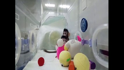 Çin&#39;de bilim insanları iki maymunu klonlamayı başardı