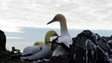 &#39;Dünyanın en yalnız kuşu&#39; gerçek aşkı bulamadan öldü: 3 yıl boyunca sahte kuş heykelinden karşılık bekledi...