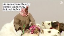 Suudi Arabistan'da 'botoks' kullanan 12 deve, güzellik yarışmasından diskalifiye edildi