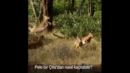 Dünyanın en hızlı hayvanı Çita&#39;dan nasıl kaçılır?