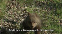 Yıl 1998: Türkiye'de zorla oynatılan ayılar artık özgür...