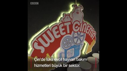 Köpek yılını kutlayan Çin'de köpeklere özel sinema salonu
