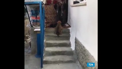 Sosyal medya yavru köpeği Ege şivesiyle karşılayan Hatice Teyzeyi konuşuyor!