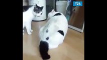 Şişman kedi, iki arkadaşı arasındaki kavgayı yere yatarak durdurdu