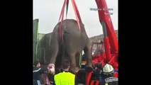 İspanya'da kaza yapan araçtaki filler otoyolu kapattı