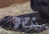 Smithsonian's National Zoo Celebrates Birth of Male Western Lowland Gorilla, First in Nine Years