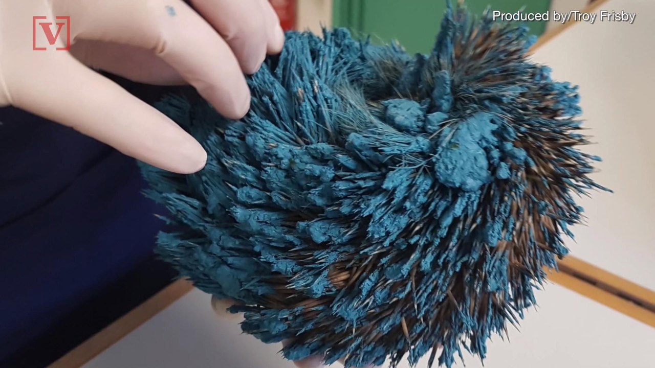 Real-Life Sonic the Hedgehog Rescued After Bein...